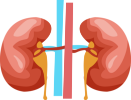 illustration of human kidney organ. kidney organ flat design cartoon. human organs png