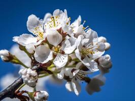 Cereza florecer rama en lleno floración en contra claro azul cielo - alta resolución valores foto para márketing y sitio web antecedentes - ai generado