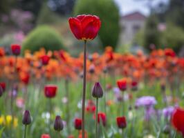 A Single Tulip in Focus - A Study in Vibrant Color - photo
