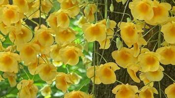 el belleza de amarillo dendrobium lindleyi revolotea en el natural brisa. video