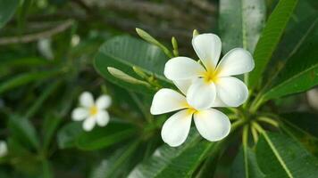 frangipani o plumeria , bianca fiore con cinque petali e giallo centro, bellissimo fiori siamo cresciuto nel Asia, Tailandia, frangipani fiore fioritura su albero ondeggiante nel vento. panoramico rilassante scenario video