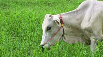 blanco vacas pasto en rural áreas, vacas son muy popular mascotas en Asia. video