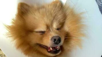 Portrait funny animals of a pomerani funny dog puppy, pomerani are attractive and charming, pomerani a is a funny dog or puppy, Pet are funny dog or puppy,pet funny animals video