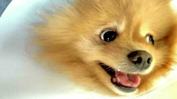 retrato gracioso animales de un pomerani gracioso perro cachorro, pomerani son atractivo y encantador, pomerani un es un gracioso perro o cachorro, mascota son gracioso perro o cachorro, mascota gracioso animales video