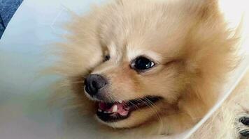 Portrait funny animals of a pomerani funny dog puppy, pomerani are attractive and charming, pomerani a is a funny dog or puppy, Pet are funny dog or puppy,pet funny animals video