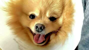 retrato engraçado animais do uma Pomerani engraçado cachorro filhote de cachorro, Pomerani estão atraente e encantador, Pomerani uma é uma engraçado cachorro ou filhote de cachorro, animal estão engraçado cachorro ou cachorrinho, animal de estimação engraçado animais video
