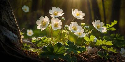 Beautiful white flowers of anemones in spring in a forest close-up in sunlight in nature photo