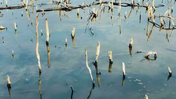 Destruction mangrove forest scenery, destruction mangrove forest is an ecosystem that has been severely degraded or eliminated such as habitat, and pollution.Help take care of the mangrove forest. video