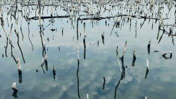 Destruction mangrove forest scenery, destruction mangrove forest is an ecosystem that has been severely degraded or eliminated such as habitat, and pollution.Help take care of the mangrove forest. video