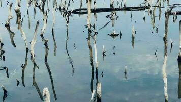 Destruction mangrove forest scenery, destruction mangrove forest is an ecosystem that has been severely degraded or eliminated such as habitat, and pollution.Help take care of the mangrove forest. video