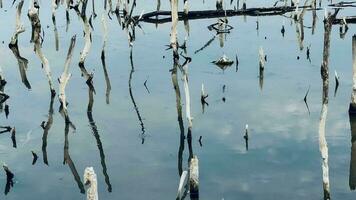 destruction mangrove forêt paysage, destruction mangrove forêt est un écosystème cette a été gravement dégradé ou éliminé tel comme habitat, et pollution.aide prendre se soucier de le mangrove forêt. video