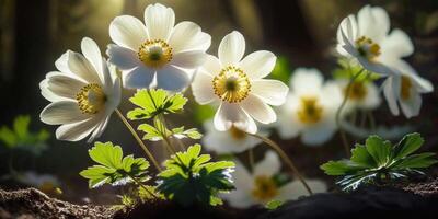 hermosa blanco flores de anémonas en primavera en un bosque de cerca en luz de sol en naturaleza ai generado foto