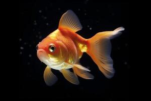 Bubbling goldfish adds charm to its aquatic habitat photo