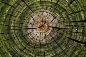 Closeup showcases tree's growth history through circle patterns photo