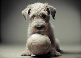 dog plays with a ball. photo