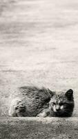 Very sad stray shorthair cat lies down on yard. photo