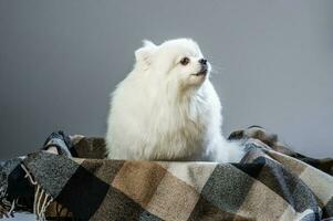 happy white pomeranian spitz dog poses in studio photo