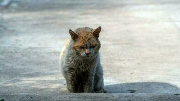 Very sad stray shorthair cat lies down on yard. photo