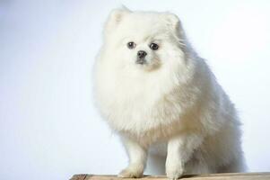 happy white pomeranian spitz dog poses in studio photo