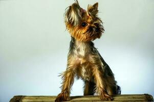 Yorkshire terrier looking at the camera in a head shot, against a white background photo