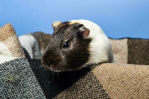 Studio portrait of a guinea pig on blue background photo