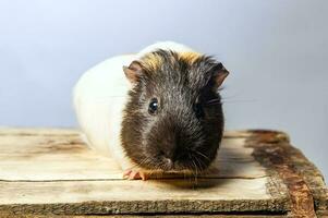 Studio portrait of a guinea pig on blue background photo