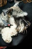 Miniature Schnauzer, 1 year old, standing in front of studio background. photo