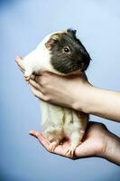 Studio portrait of a guinea pig on blue background photo