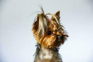 Yorkshire terrier looking at the camera in a head shot, against a white background photo