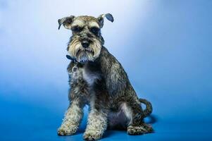 Miniature Schnauzer, 1 year old, standing in front of studio background. photo