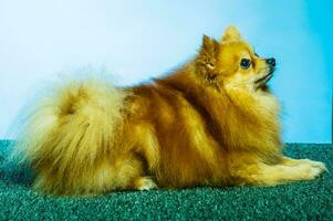 Adorable Pomeranian dog portrait.Stodio background. photo