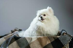 happy white pomeranian spitz dog poses in studio photo