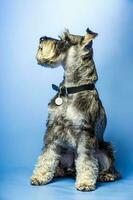 Miniature Schnauzer, 1 year old, standing in front of studio background. photo