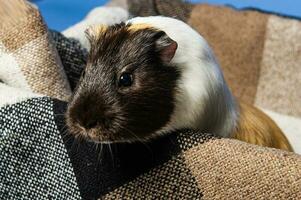 Studio portrait of a guinea pig on blue background photo