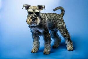 Miniature Schnauzer, 1 year old, standing in front of studio background. photo