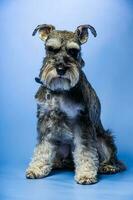 Miniature Schnauzer, 1 year old, standing in front of studio background. photo