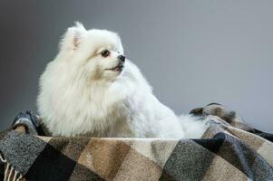 happy white pomeranian spitz dog poses in studio photo