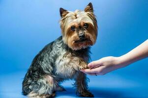 Young Exhibition Yorkshire Terrier in studio interior photo