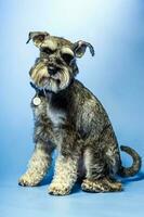 Miniature Schnauzer, 1 year old, standing in front of studio background. photo