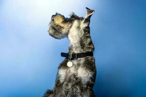 Miniature Schnauzer, 1 year old, standing in front of studio background. photo