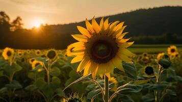 Sunflower on a meadow in the light of the setting sun photo