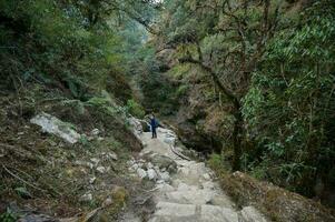 A young traveller trekking on forest trail , Nepal photo