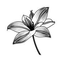 Lily flower line art Vector