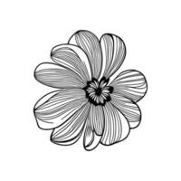 sunflower line art Vector