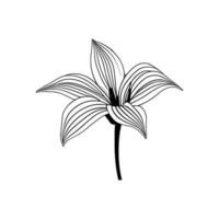 Lily flower line art Vector