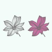 Lily flower line art Vector