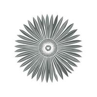 sunflower line art Vector