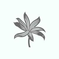 Lily flower line art Vector