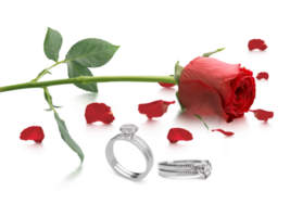 Red rose with elegant diamond ring. on transparent background png