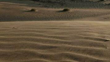sand blåser i filmiska långsam rörelse över öken- sanddyner i mitten öst video